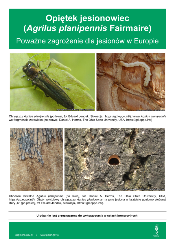 OSTRZEŻENIE PRZED OPIĘTKIEM JESIONOWCEM! APEL WIORIN