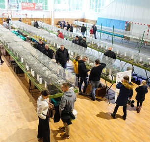 54 PODKARPACKA WYSTAWA REGIONALNA RASOWYCH GOŁĘBI ORAZ DROBIU W ZARZECZU